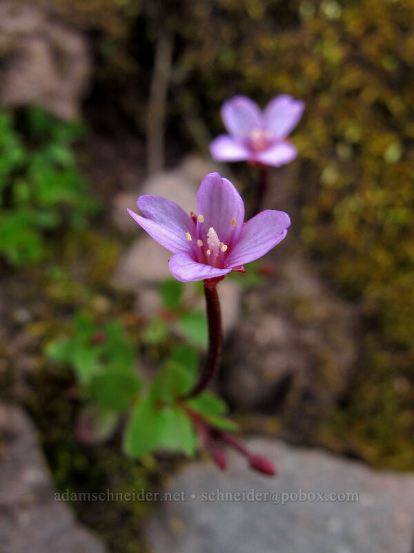 willow-herb (Epilobium sp.) [Wonderland Trail, Mt. Rainier National Park, Pierce County, Washington]