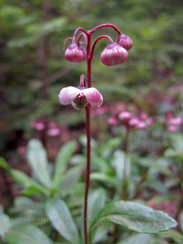 pipsissewa (Chimaphila umbellata) [Wonderland Trail, Mt. Rainier National Park, Pierce County, Washington]