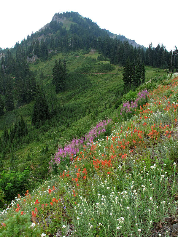 wildflowers & Naches Peak (Castilleja miniata, Chamerion angustifolium (Chamaenerion angustifolium) (Epilobium angustifolium), Anaphalis margaritacea) [Chinook Pass, Mt. Baker-Snoqualmie National Forest, Yakima County, Washington]