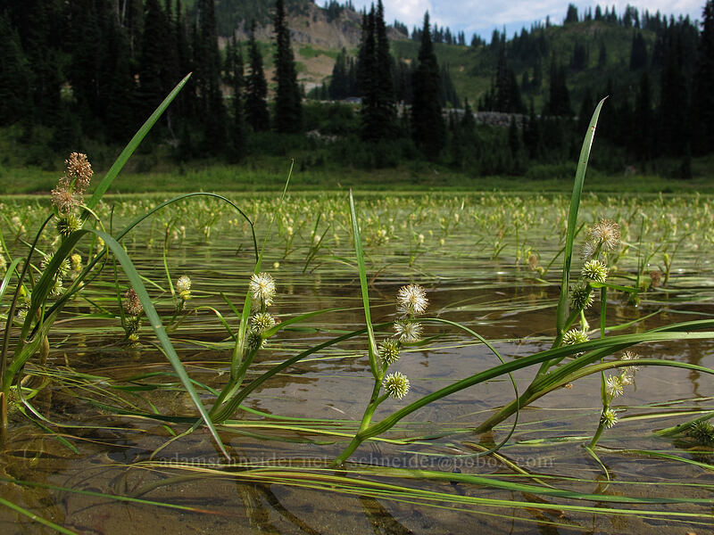 floating bur-reed (Sparganium angustifolium) [Tipsoo Lake, Mt. Rainier National Park, Pierce County, Washington]