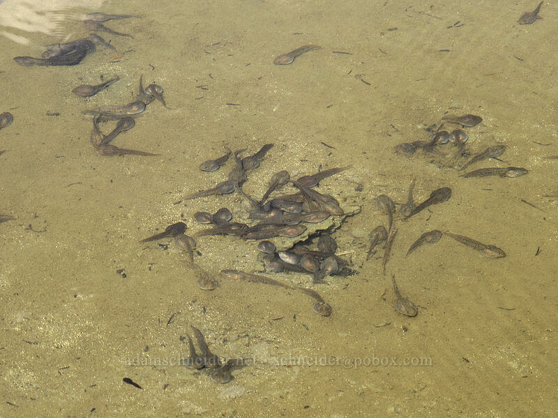 Cascade frog tadpoles (Rana cascadae) [Tipsoo Lake, Mt. Rainier National Park, Pierce County, Washington]