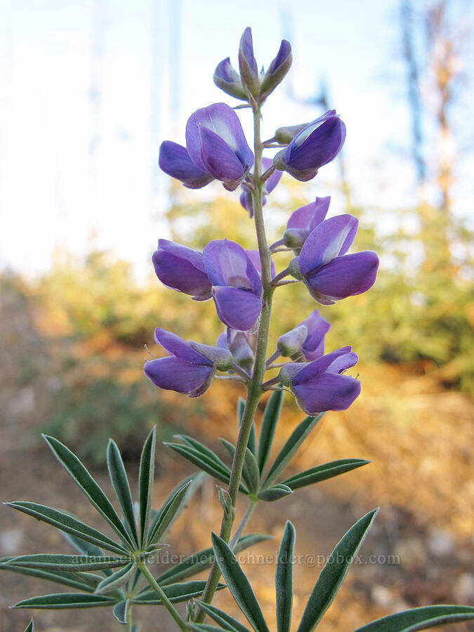 lupine (Lupinus sp.) [Pole Creek Trail, Three Sisters Wilderness, Deschutes County, Oregon]