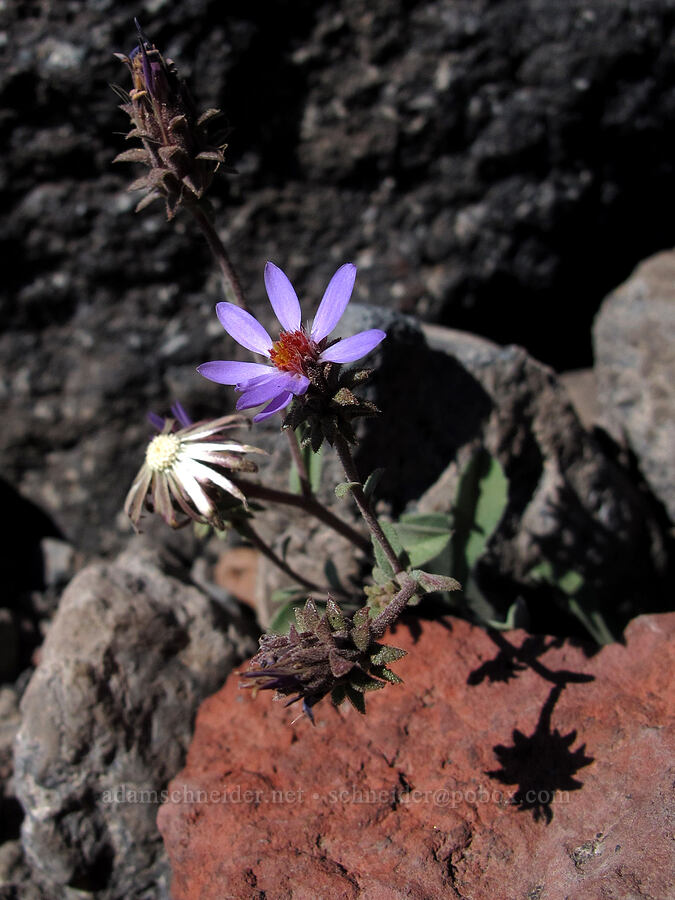 hoary aster (Dieteria canescens (Machaeranthera canescens)) [Middle Sister climber's trail, Three Sisters Wilderness, Deschutes County, Oregon]