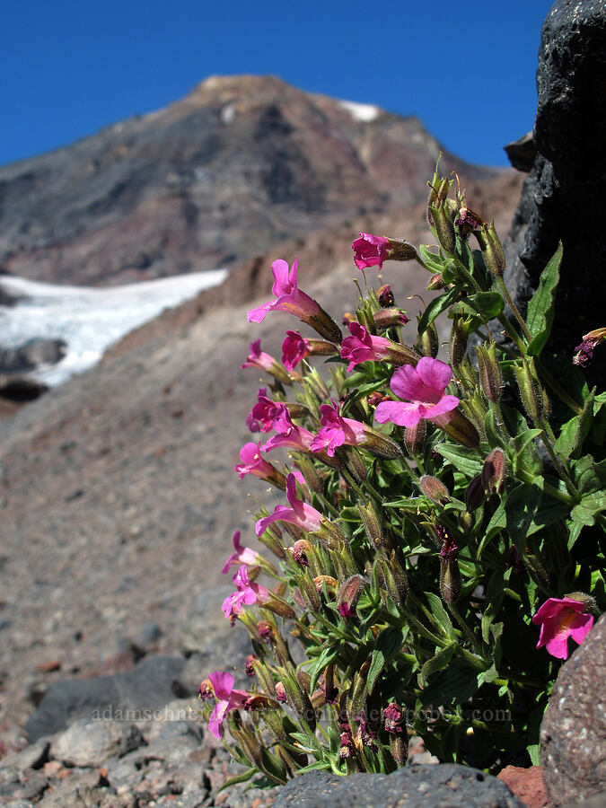 Lewis' monkeyflower (Erythranthe lewisii (Mimulus lewisii)) [Middle Sister climber's trail, Three Sisters Wilderness, Deschutes County, Oregon]