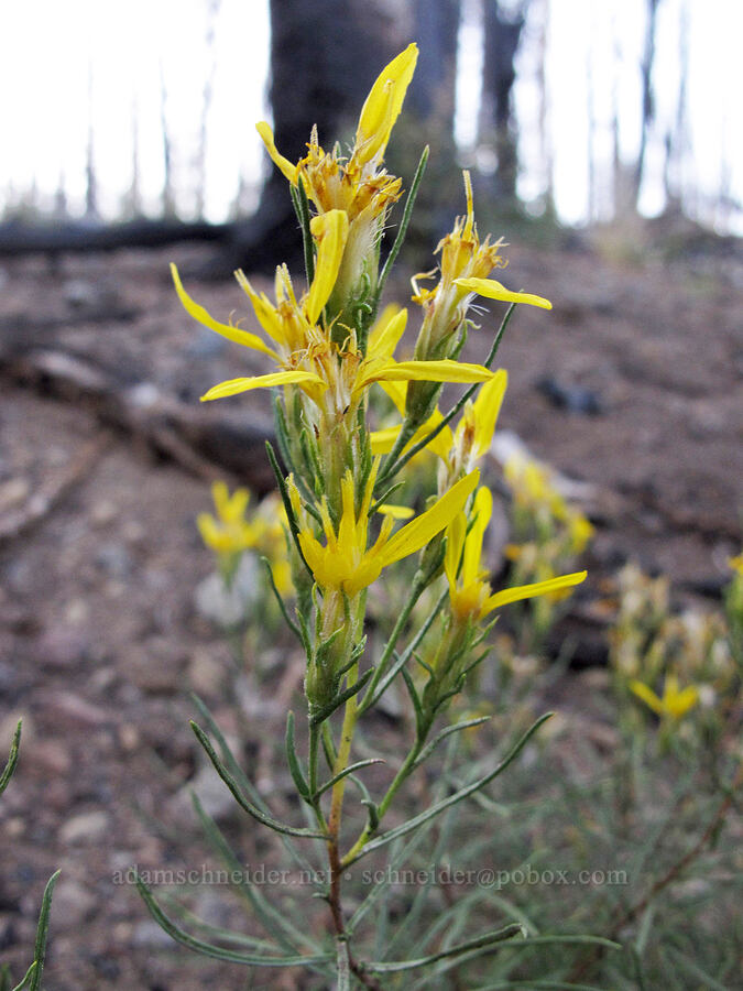rabbit-brush goldenweed (Ericameria bloomeri) [Camp Lake Trail, Three Sisters Wilderness, Deschutes County, Oregon]