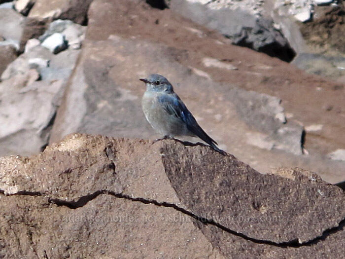 mountain bluebird (female) (Sialia currucoides) [Langille Glacier, Mt. Hood Wilderness, Hood River County, Oregon]
