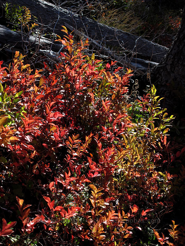 huckleberry leaves (Vaccinium sp.) [Timberline Trail, Mt. Hood Wilderness, Hood River County, Oregon]