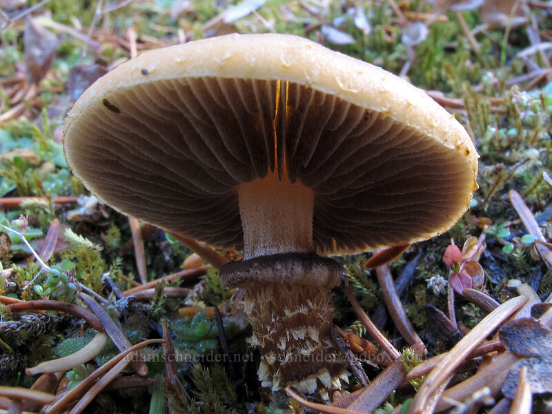 mushroom [Timberline Trail, Mt. Hood Wilderness, Hood River County, Oregon]