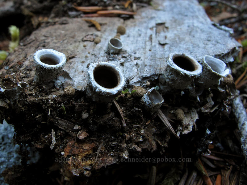 bird's-nest fungus (Nidula sp.) [Surprise Creek Trail, Alpine Lakes Wilderness, King County, Washington]