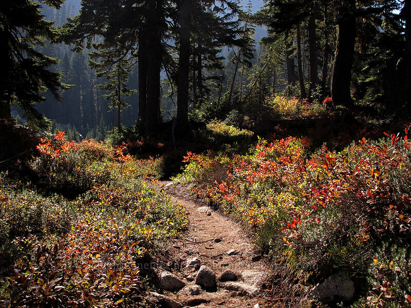 trail through fall huckleberries (Vaccinium sp.) [Pacific Crest Trail, Alpine Lakes Wilderness, King County, Washington]