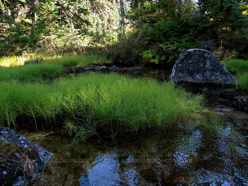horsetails (Equisetum sp.) [Surprise Creek Trail, Alpine Lakes Wilderness, King County, Washington]