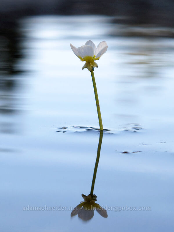 white water buttercup (Ranunculus aquatilis var. diffusus (Ranunculus trichophyllus)) [Surprise Creek Trail, Alpine Lakes Wilderness, King County, Washington]