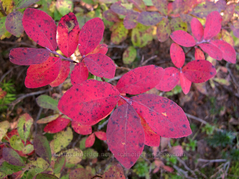 huckleberry leaves (Vaccinium sp.) [Pacific Crest Trail, Henry M. Jackson Wilderness, Chelan County, Washington]