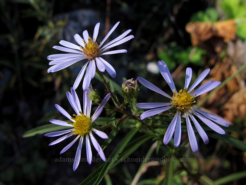 asters [Index Town Wall, Index, Snohomish County, Washington]