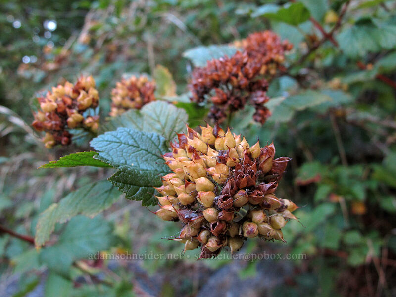 Pacific nine-bark seeds (Physocarpus capitatus) [Index Town Wall, Index, Snohomish County, Washington]