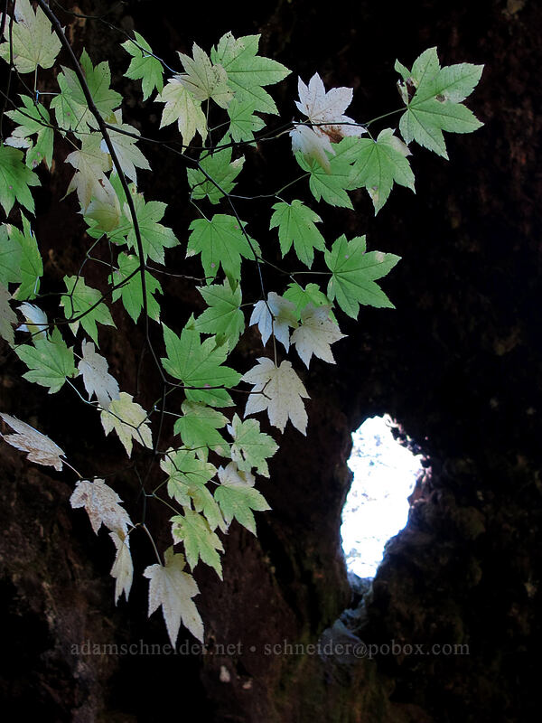 vine maple leaves (Acer circinatum) [Falls Creek Cave, Gifford Pinchot National Forest, Skamania County, Washington]