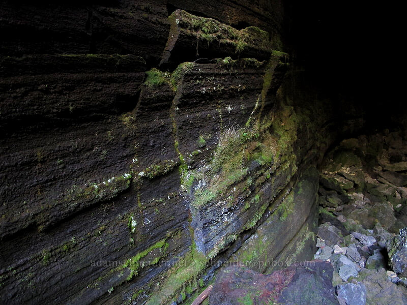 mossy cave wall [Falls Creek Cave, Gifford Pinchot National Forest, Skamania County, Washington]