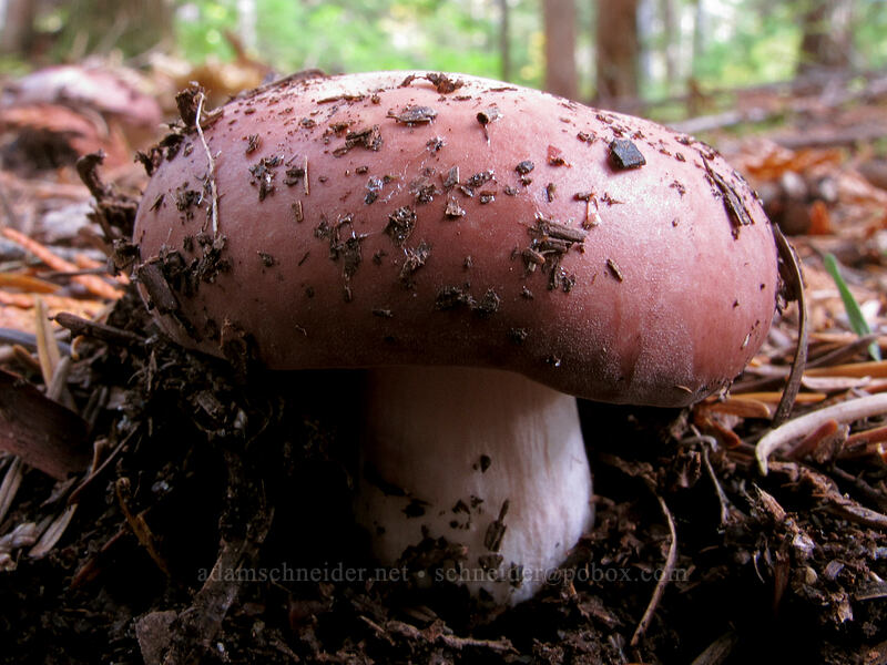 mushroom [Pacific Crest Trail, Mt. Hood National Forest, Clackamas County, Oregon]
