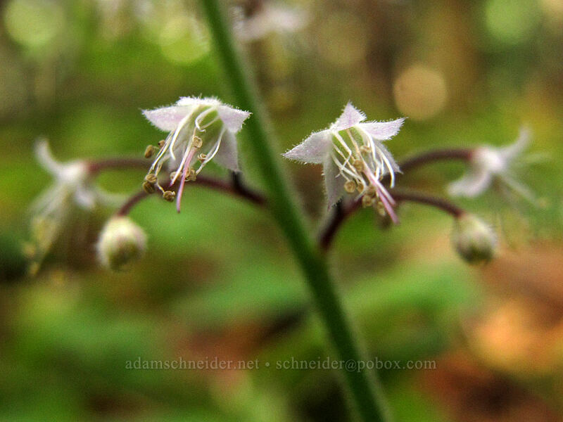 foamflower (Tiarella trifoliata var. unifoliata) [Pacific Crest Trail, Mt. Hood National Forest, Clackamas County, Oregon]
