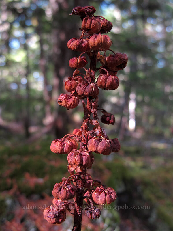 pinedrops seeds (Pterospora andromedea) [Ramona Falls Trail, Mt. Hood National Forest, Clackamas County, Oregon]