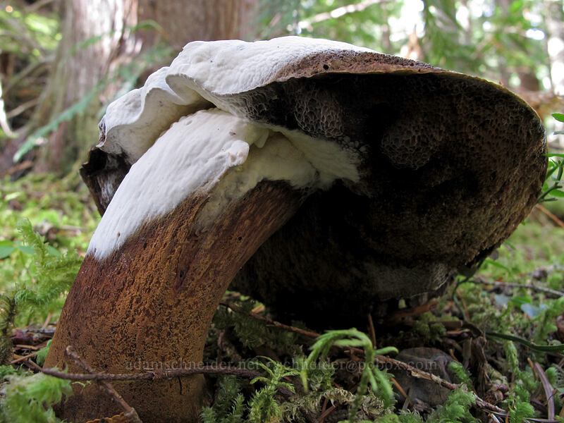 mushroom with mold? [Ramona Falls Trail, Mt. Hood Wilderness, Clackamas County, Oregon]