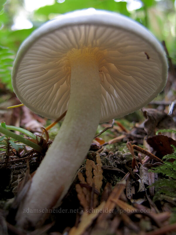 mushroom [Pacific Crest Trail, Mt. Hood Wilderness, Clackamas County, Oregon]