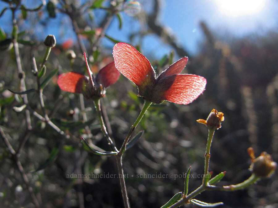 slender janusia seeds (Cottsia gracilis (Janusia gracilis)) [Boulder Canyon Trail, Superstition Wilderness, Maricopa County, Arizona]