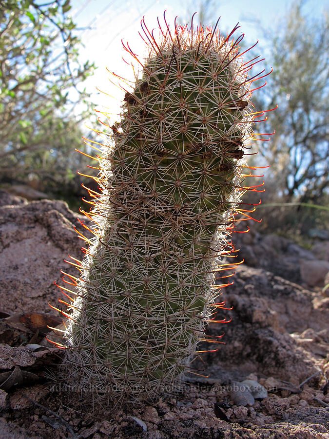 Graham's nipple cactus (Mammillaria grahamii (Cochemiea grahamii)) [Boulder Canyon Trail, Superstition Wilderness, Maricopa County, Arizona]
