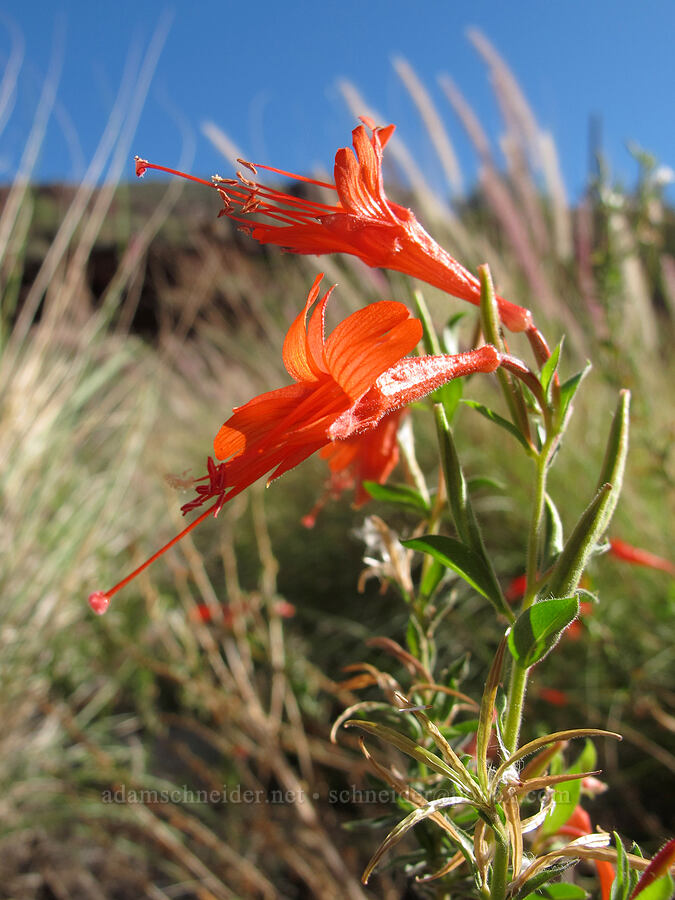 California fuchsia (Epilobium canum) [Lower La Barge Canyon, Superstition Wilderness, Maricopa County, Arizona]