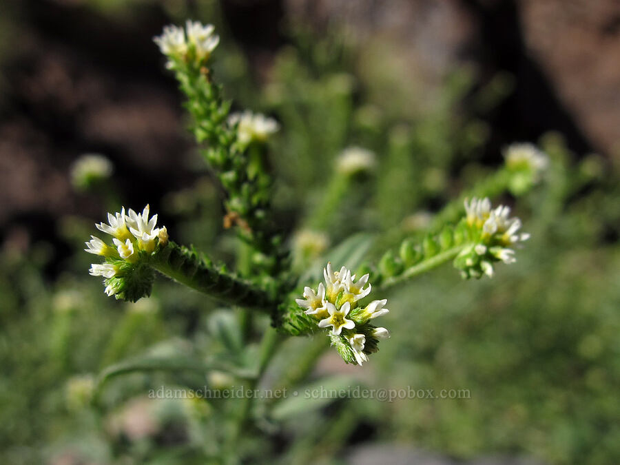 four-spike heliotrope (Heliotropium procumbens (Euploca procumbens)) [Lower La Barge Canyon, Superstition Wilderness, Maricopa County, Arizona]