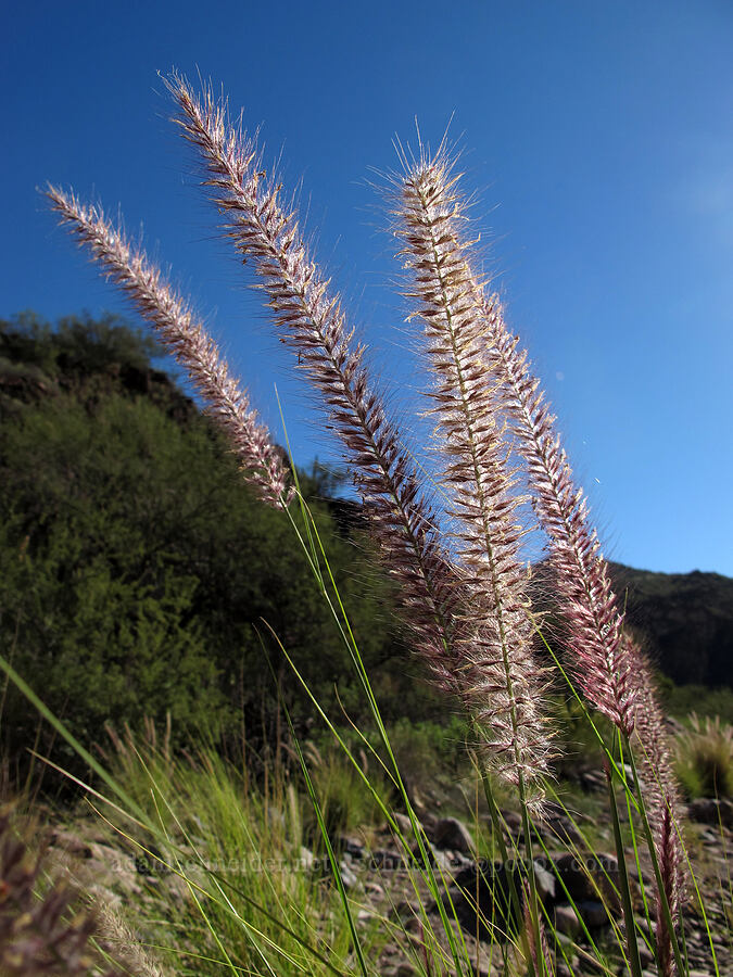 grass flowers [Lower La Barge Canyon, Superstition Wilderness, Maricopa County, Arizona]