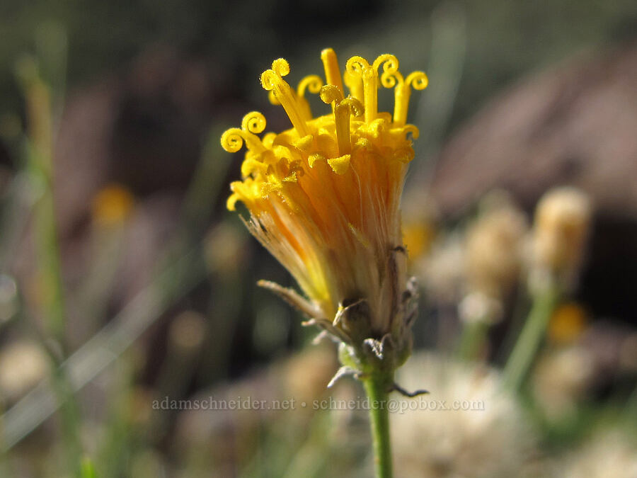 sweetbush (Bebbia juncea) [Lower La Barge Canyon, Superstition Wilderness, Maricopa County, Arizona]