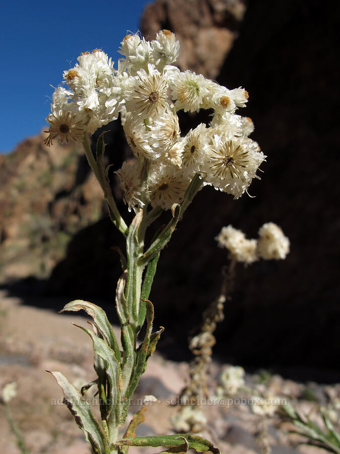 white cudweed (?) (Pseudognaphalium leucocephalum) [Lower La Barge Canyon, Superstition Wilderness, Maricopa County, Arizona]
