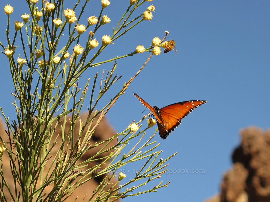 queen butterfly on desert-broom (Baccharis sarothroides, Danaus gilippus) [Lower Boulder Canyon, Superstition Wilderness, Maricopa County, Arizona]