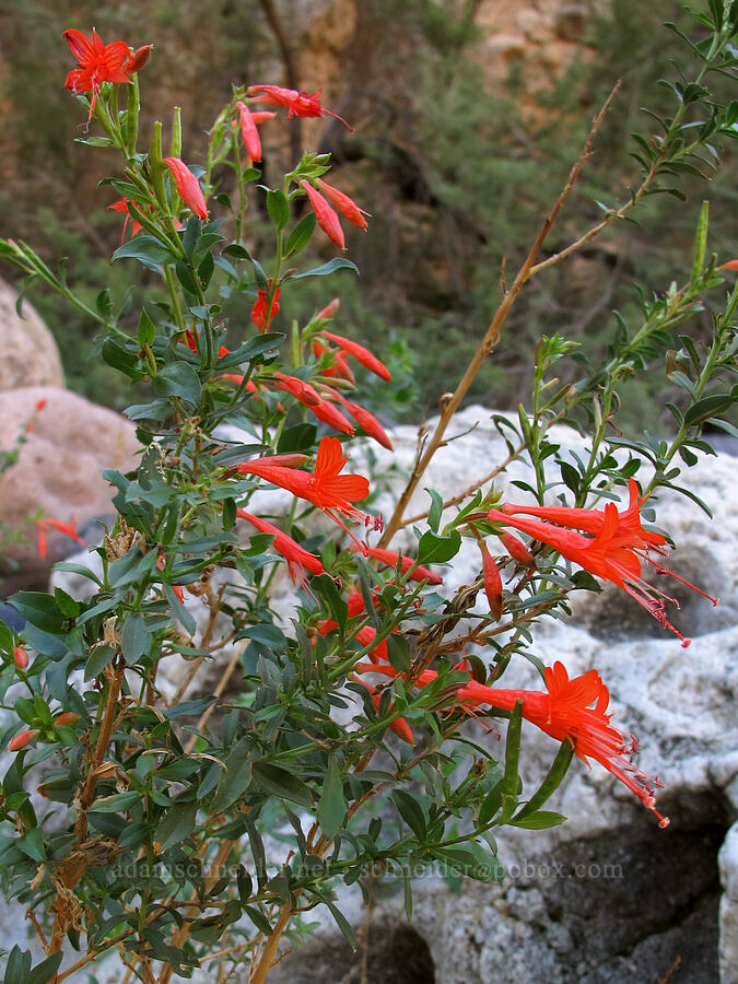 California fuchsia (Epilobium canum) [Lower Boulder Canyon, Superstition Wilderness, Maricopa County, Arizona]