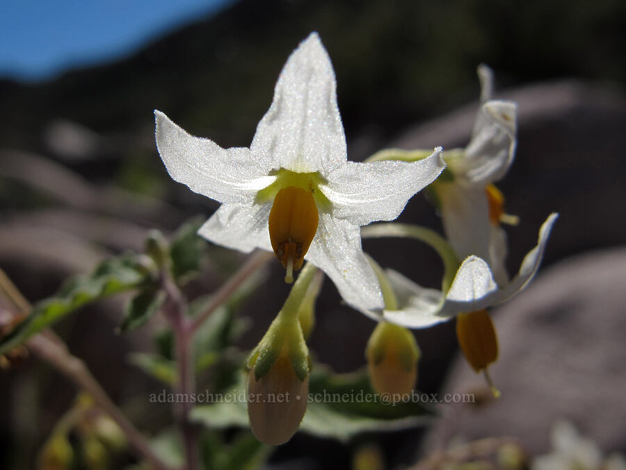 green-spot nightshade (Solanum douglasii) [Boulder Canyon Trail, Superstition Wilderness, Maricopa County, Arizona]