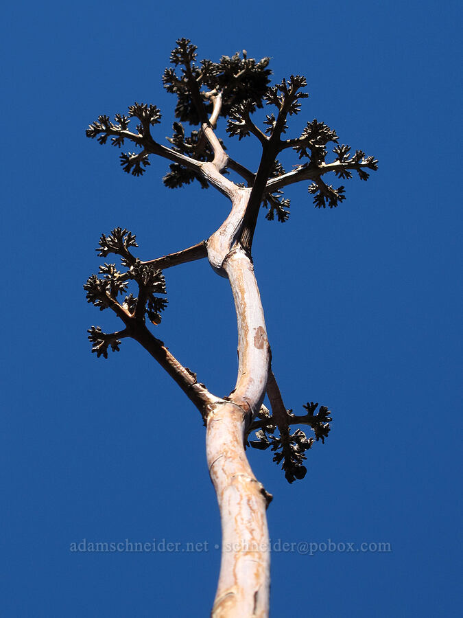 agave flower stalk (Agave sp.) [Boulder-La Barge saddle, Superstition Wilderness, Maricopa County, Arizona]