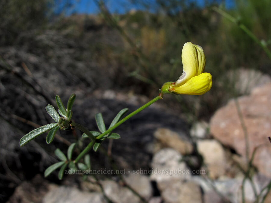 desert rock-pea (Acmispon rigidus (Lotus rigidus)) [La Barge Canyon, Superstition Wilderness, Maricopa County, Arizona]