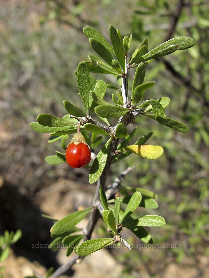 wolfberry (Lycium sp.) [Boulder Canyon Trail, Superstition Wilderness, Maricopa County, Arizona]