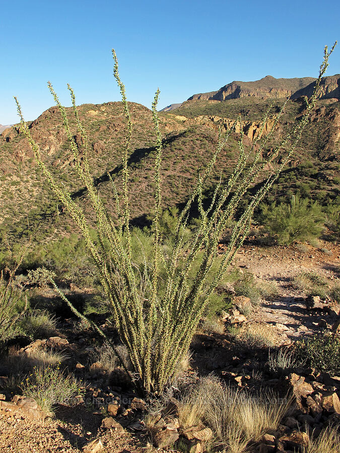 ocotillo, with leaves (Fouquieria splendens) [Boulder Canyon Trail, Superstition Wilderness, Maricopa County, Arizona]