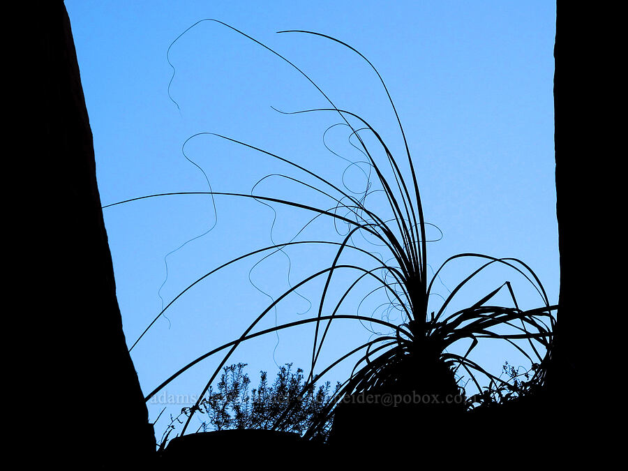 silhouetted monocot [Cathedral Rock, Coconino National Forest, Yavapai County, Arizona]