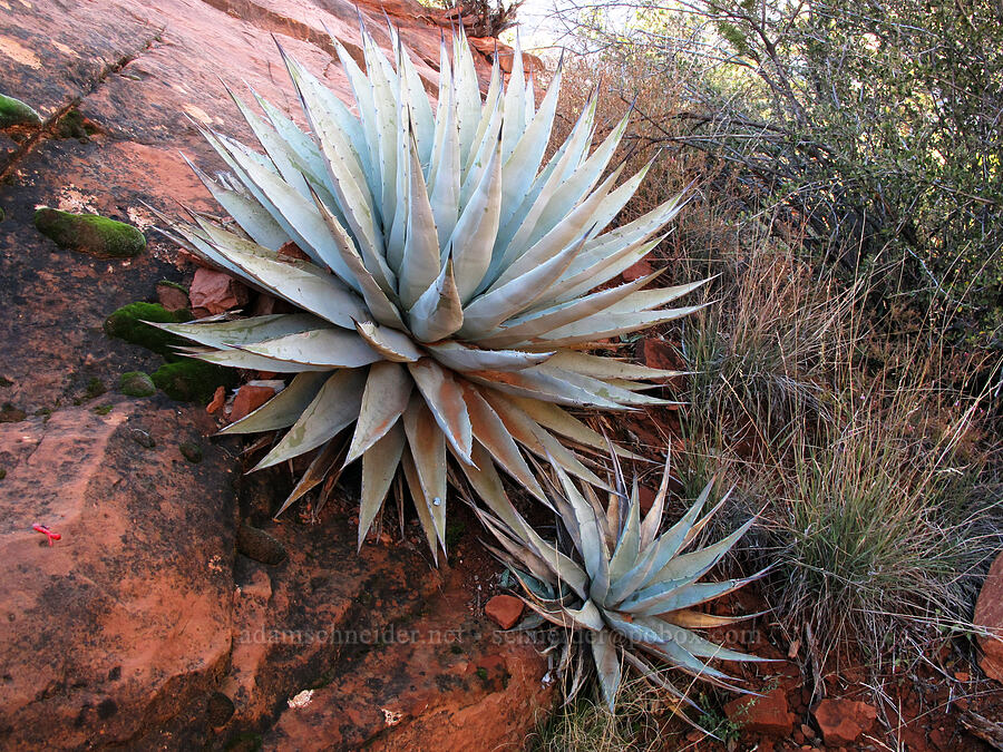 Parry's agave (Agave parryi) [Bell Rock Trail, Munds Mountain Wilderness, Yavapai County, Arizona]