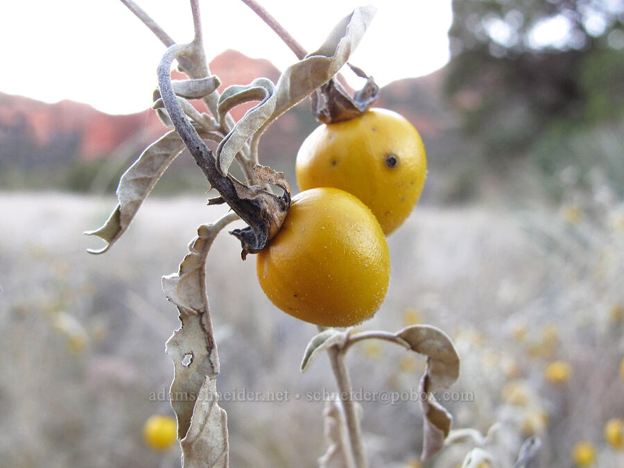 silver-leaf nightshade berries (Solanum elaeagnifolium) [Bell Rock Trail, Coconino National Forest, Coconino County, Arizona]