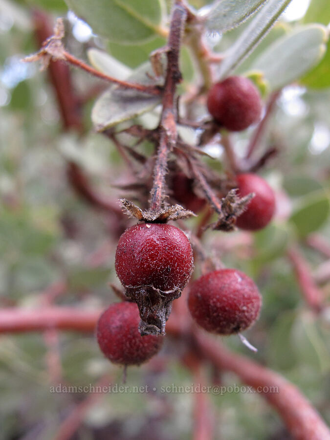 point-leaf manzanita berries (Arctostaphylos pungens) [Four Peaks Trail, Tonto National Forest, Gila County, Arizona]