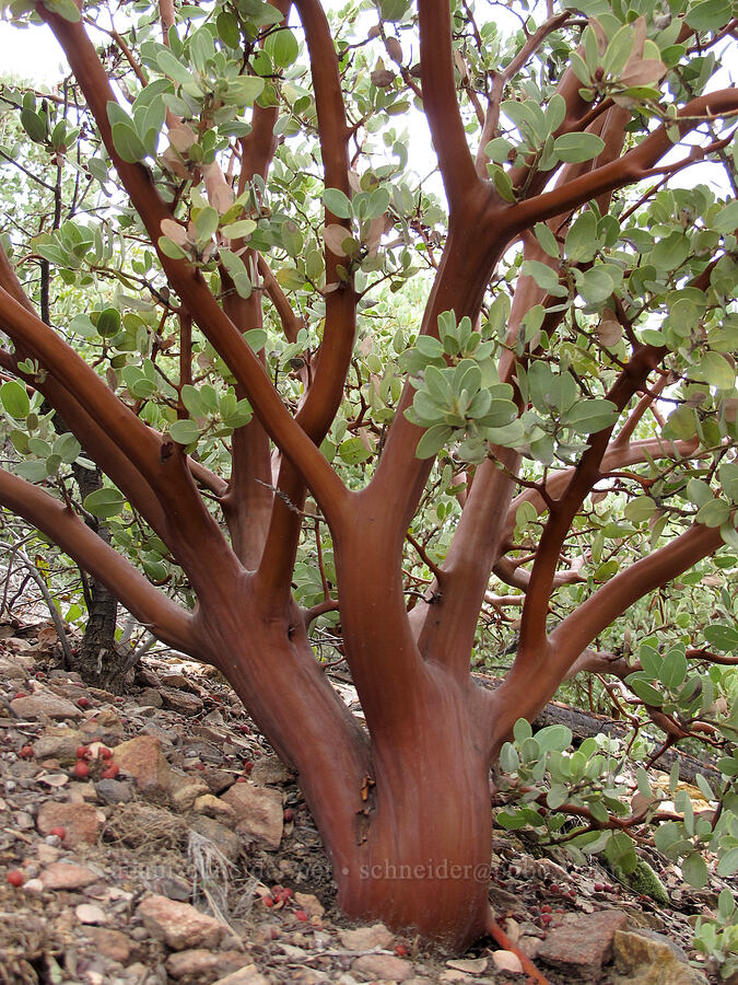manzanita trunk (Arctostaphylos pungens) [Amethyst Trail, Tonto National Forest, Gila County, Arizona]
