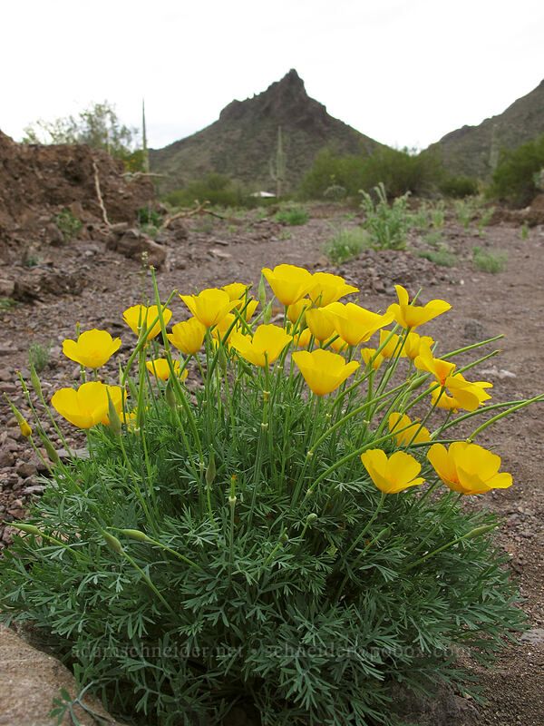Mexican poppies (Eschscholzia californica ssp. mexicana (Eschscholzia mexicana)) [Picacho Peak Road, Picacho Peak State Park, Pinal County, Arizona]