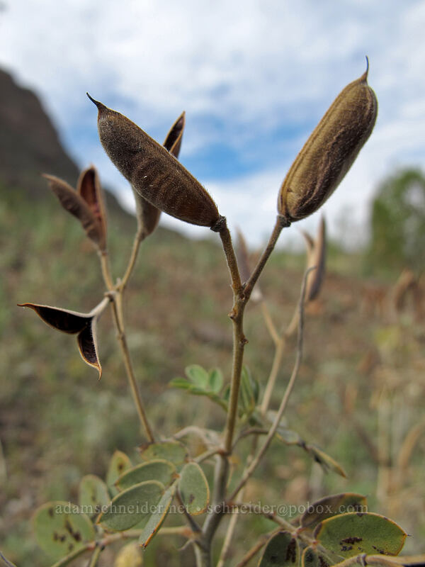 desert senna seed pods (Senna covesii) [Barrett Loop, Picacho Peak State Park, Pinal County, Arizona]