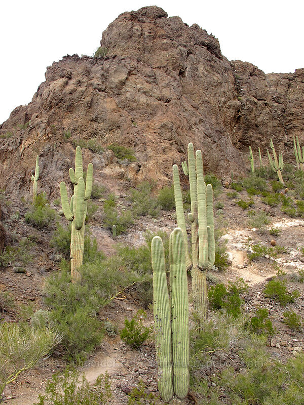 saguaro cactuses & cliffs (Carnegiea gigantea) [Hunter Trail, Picacho Peak State Park, Pinal County, Arizona]