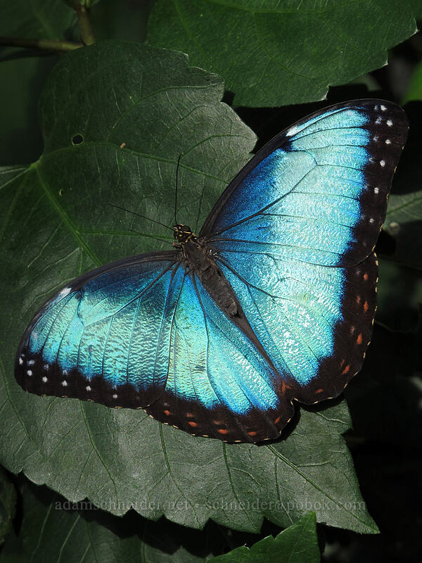 common blue morpho butterfly (Morpho peleides) [Butterfly Wonderland, Scottsdale, Maricopa County, Arizona]