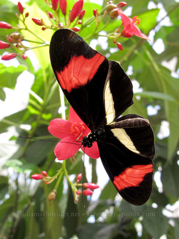 postman butterfly (Heliconius sp.) [Butterfly Wonderland, Scottsdale, Maricopa County, Arizona]